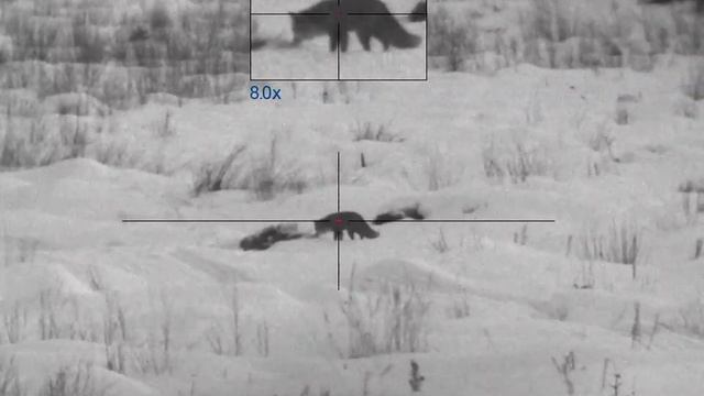 Охота на лису 11 смотреть онлайн