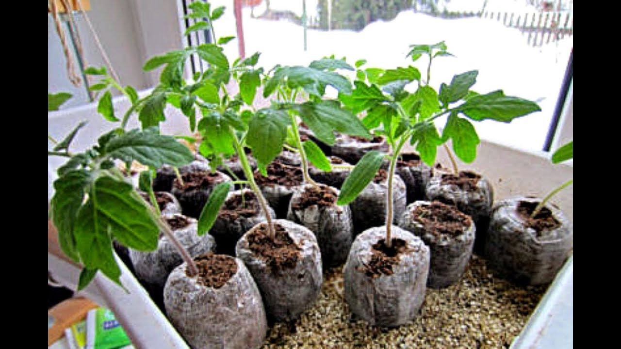 Самая мощная рассада помидор получается только так! Как посадить томаты в торфяные таблетки? смотреть онлайн