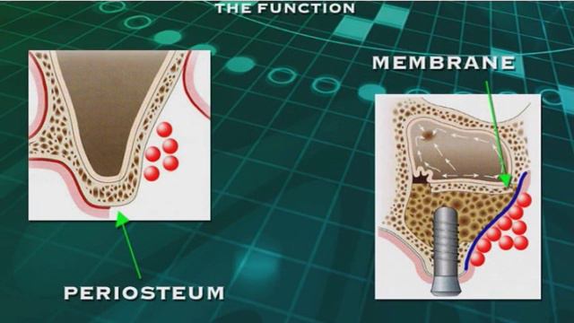 Мембраны Биотек (Bioteck) смотреть онлайн