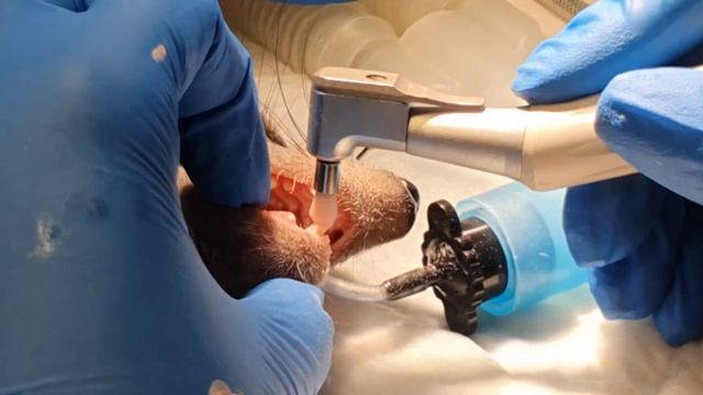 Лечение зубов у суриката смотреть онлайн