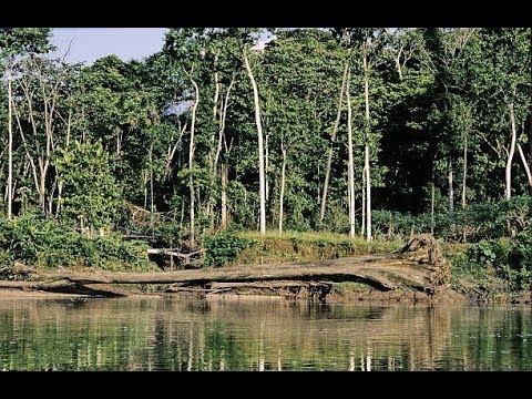 Bigfoot Activity in Georgia {1972}