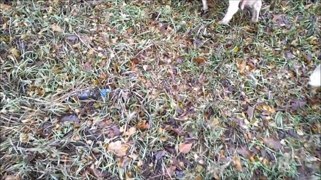 Правда и ложь самых странных мифов о козах и овцах. смотреть онлайн