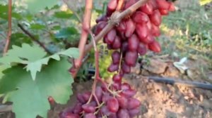 Новая форма винограда Медея 16 августа 2021. Виноградник Щереденкова В А