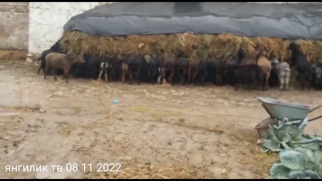 Дангара дехаи Саргазон 08 11 2022