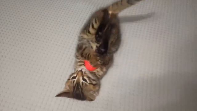 Забавные факты о кошках, чтобы удивить ваших детей смотреть онлайн