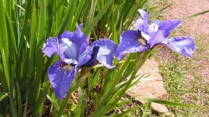 Удивительные растения Южного Прибайкалья. Часть 1