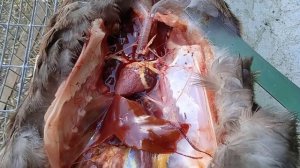 Утята умирают, почему?