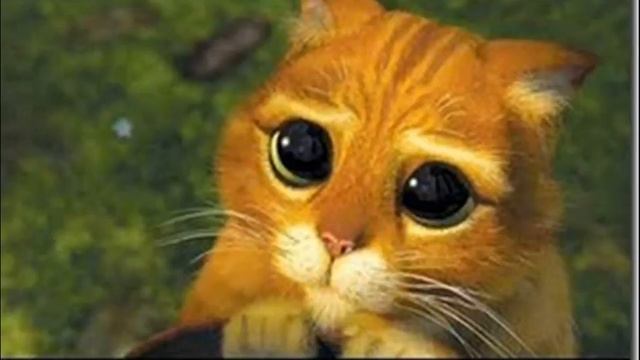 Милые Котята!!!