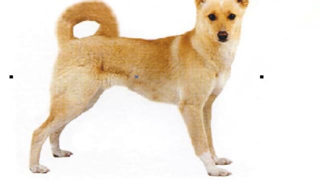 Трассировка изображения смотреть онлайн