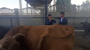 Молбозори ш.Истаравшан дар бозор имруз дахшат кучкори калон...