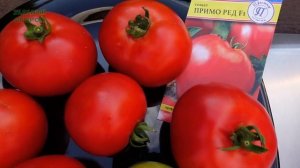Томат ПРИМО РЕД F1. Обзор сортов ТОМАТОВ!