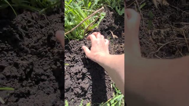 Хорошая удачная рыбалка рыбы начинается с удачной охоты на насадку приманку червей кузнечиков жуков смотреть онлайн