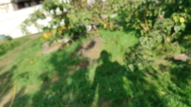 Азиатская груша Кокосуи смотреть онлайн