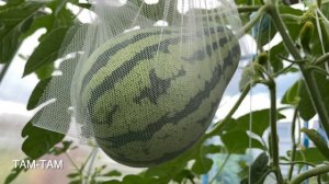 Арбузы в теплице. Ленинградская область. Июль - 2023