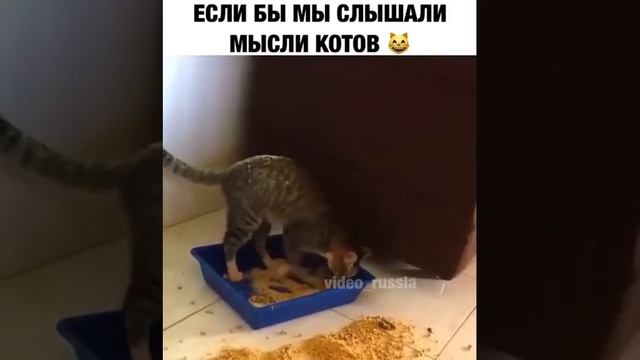Когда кот хочет сильно какать смотреть онлайн