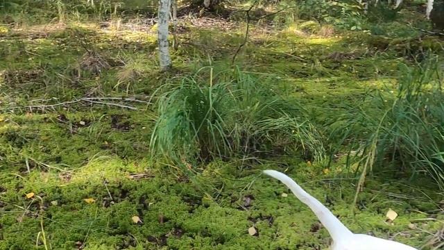 Гадюка в лесу. смотреть онлайн