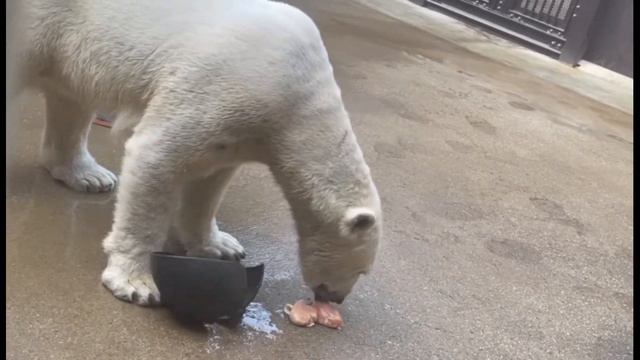 Шилка в зоопарке Йокогамы (Зооразия)..День второй.. смотреть онлайн