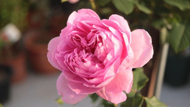 [치치의장미품종이야기]'디 인지니어스 미스터 페어차일드'_Rose Varieties 'The Ingenious Mr.Fairchild' Bred by David Austin смотреть онлайн
