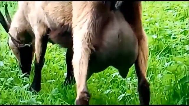 Чешские козы смотреть онлайн