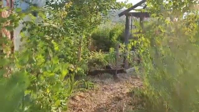 Мой любимый сад.15.09.22. Тюмень смотреть онлайн