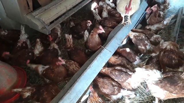 Скільки потрібно тримати несушку❗ смотреть онлайн