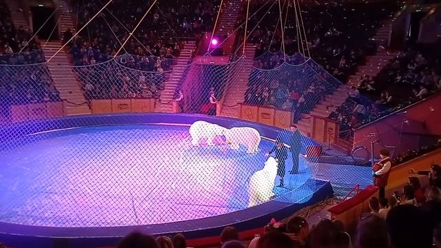 Белые медведи в Гомельском цирке смотреть онлайн