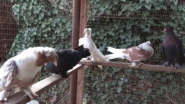 VID 20190120 131300 смотреть онлайн