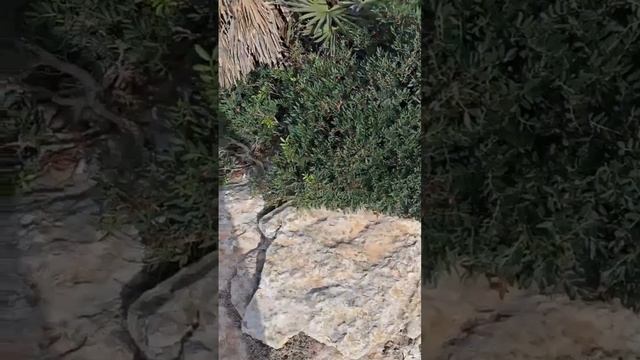 По дороге к мысу Форментор. (Cap de Formentor) Майорка Достопремичательности! смотреть онлайн