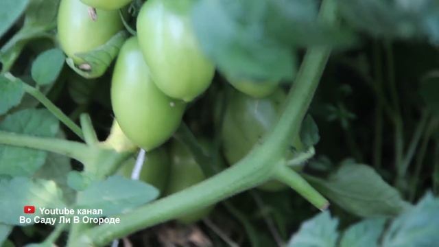 Что Я Делаю С Томатами Для Раннего И Богатого Урожая. смотреть онлайн