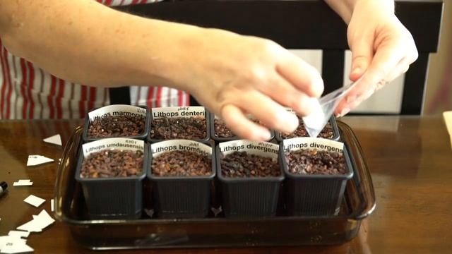 How To Plant Lithops Seeds Plus Dirty Little Lithops Secrets