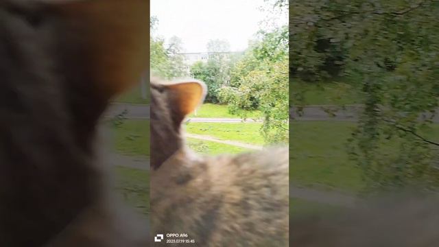 Поход кошки на форточку, чем закончился. смотреть онлайн