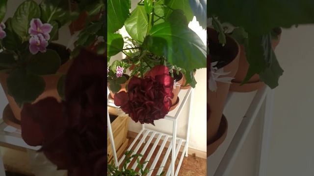 балконное чудо гибискус / Hibiscus Malvaceae