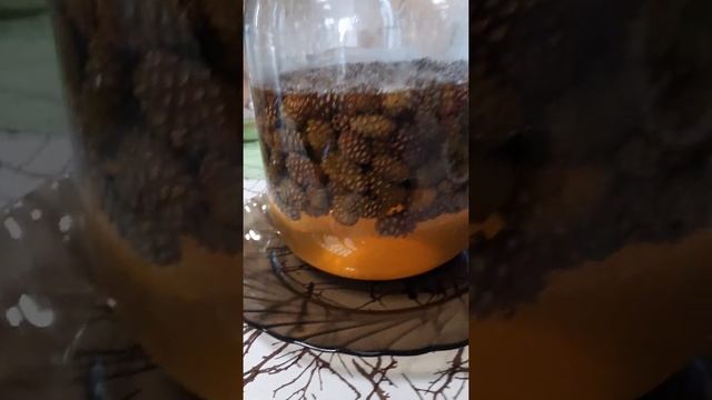 Мёд из сосновых шишек почти готов !!! смотреть онлайн