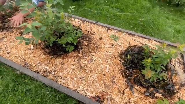 Подкормка голубики водорослями. Состояние кустов. смотреть онлайн