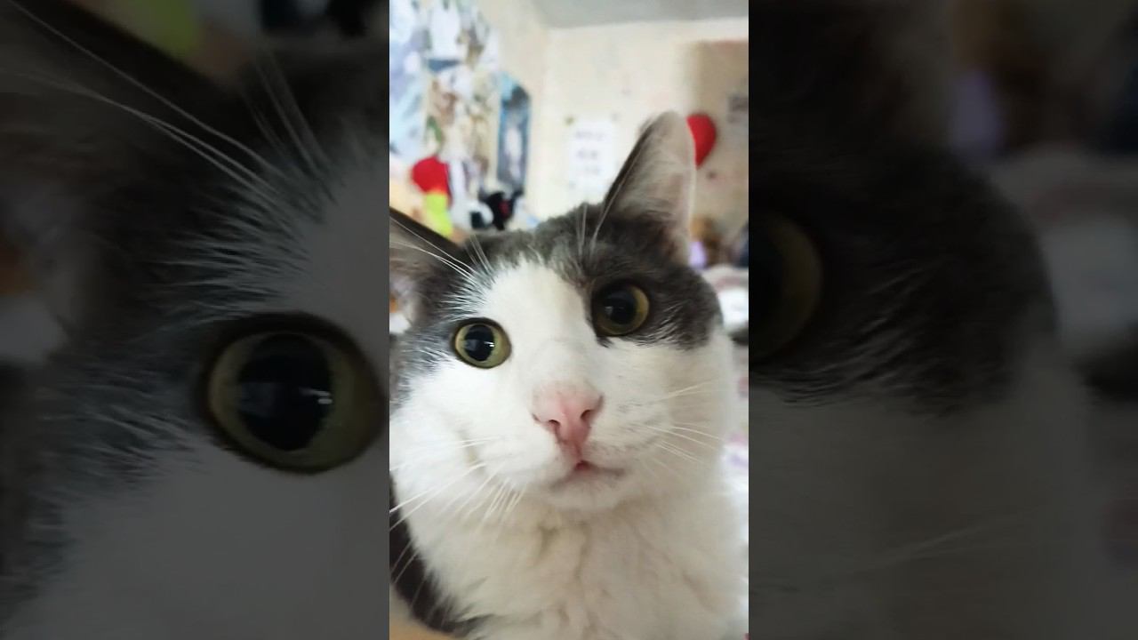 Я сплю в твоей кроватке #коты #котики #кот #мурзик #питомец #лайк #котик смотреть онлайн