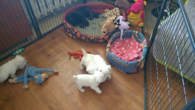 Westie Puppies West Highland White Terrier 2015 Adamantinacorda смотреть онлайн