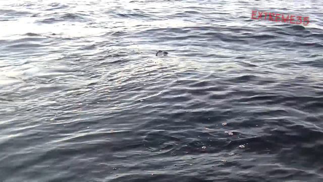Змея на озере Воже! / Snake on the lake Vozhe! смотреть онлайн