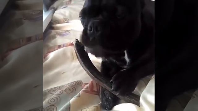 Рога оленя для собак! Доставка по России смотреть онлайн