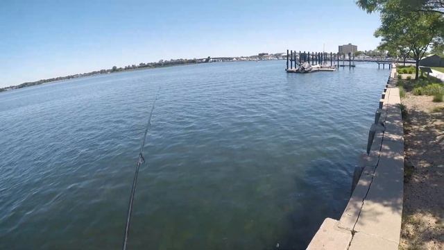 Fluke / Flounder Limit From Shore - Fishing W Gulp Jerk Shad
