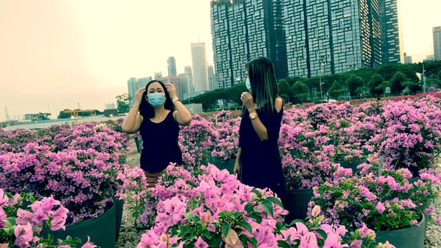 Bougainvillea Garden смотреть онлайн