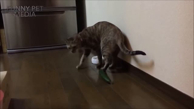Cat VS Cucumber ? (HD) [Funny Pets] смотреть онлайн