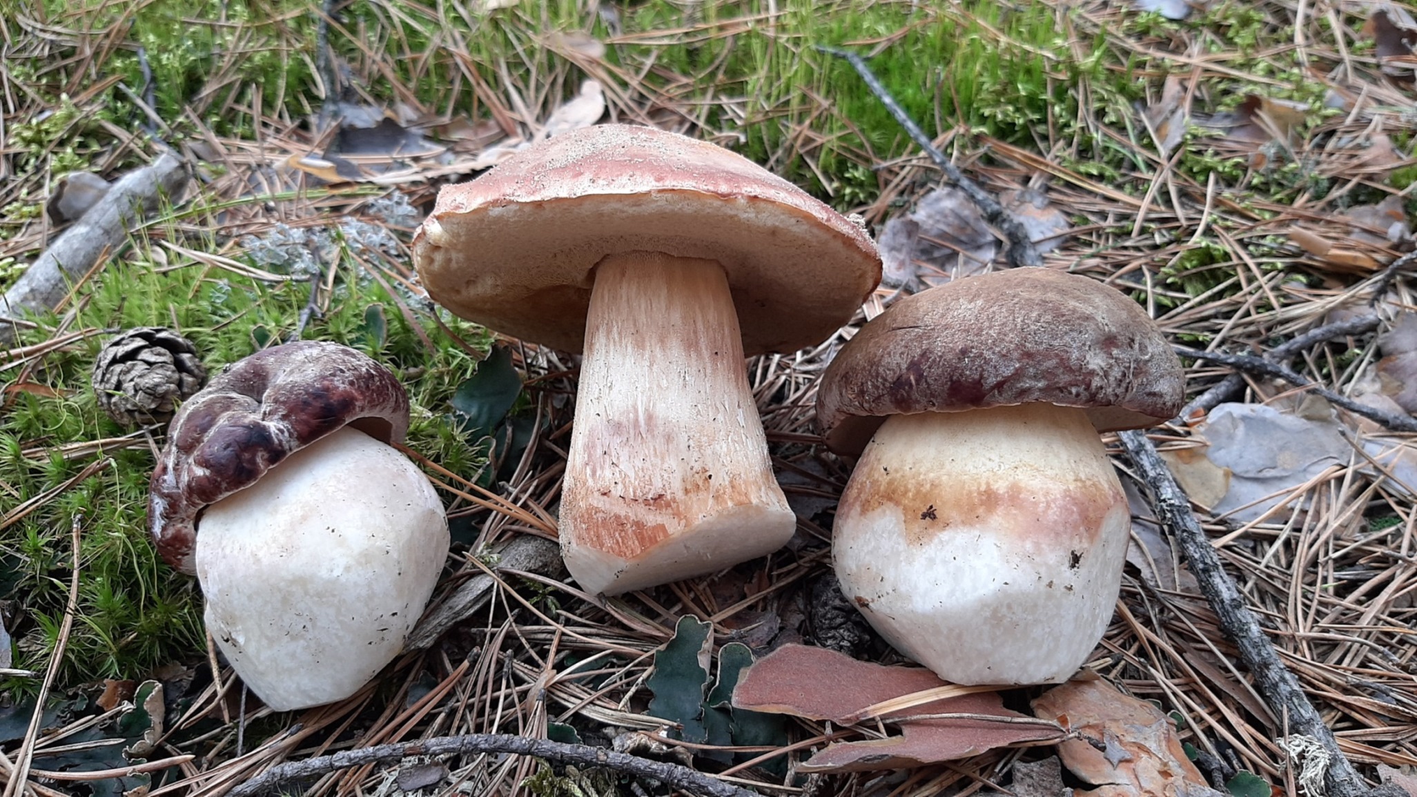 ГРИБЫ ?ПЕРВЕНЦЫ? Искренние эмоции от сбора Боровых Грибов! Белые грибы 2022 смотреть онлайн