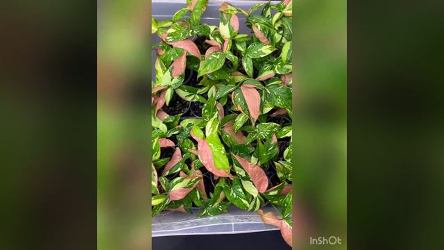 Сингониум Red Spot tricolor смотреть онлайн