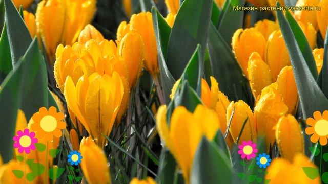 Крокус ботанический Голден Еллоу. Краткий обзор, описание crocus botanical Golden Yellow смотреть онлайн