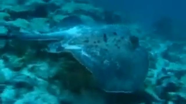 Ромбовые скаты смотреть онлайн