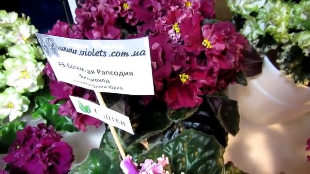Коллекция фиалок Ольги Юрко смотреть онлайн