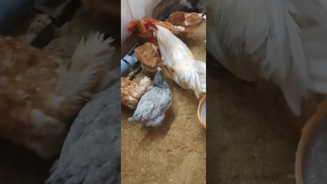 Новые куры в курятнике. Какие породы появились? Что нового? смотреть онлайн