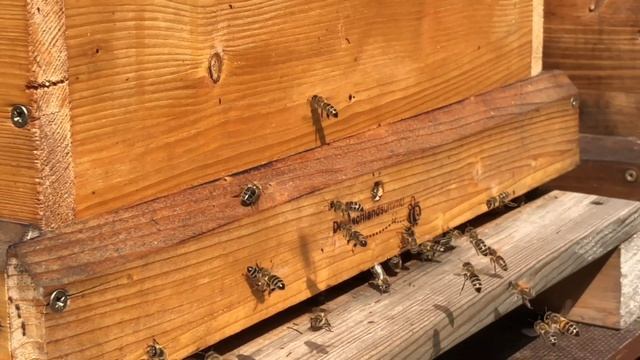 ПЧЕЛИНАЯ МАТКА! смотреть онлайн