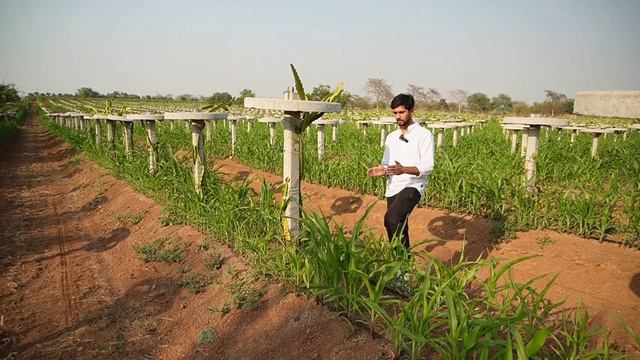 छत्तीसगढ़ में एशिया का सबसे बड़ा सीताफल फार्म । How to Farming without Groundwater । Fruit Farming смотреть онлайн