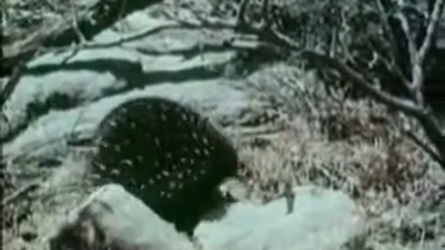 Однопроходные млекопитающие. Ехидна смотреть онлайн